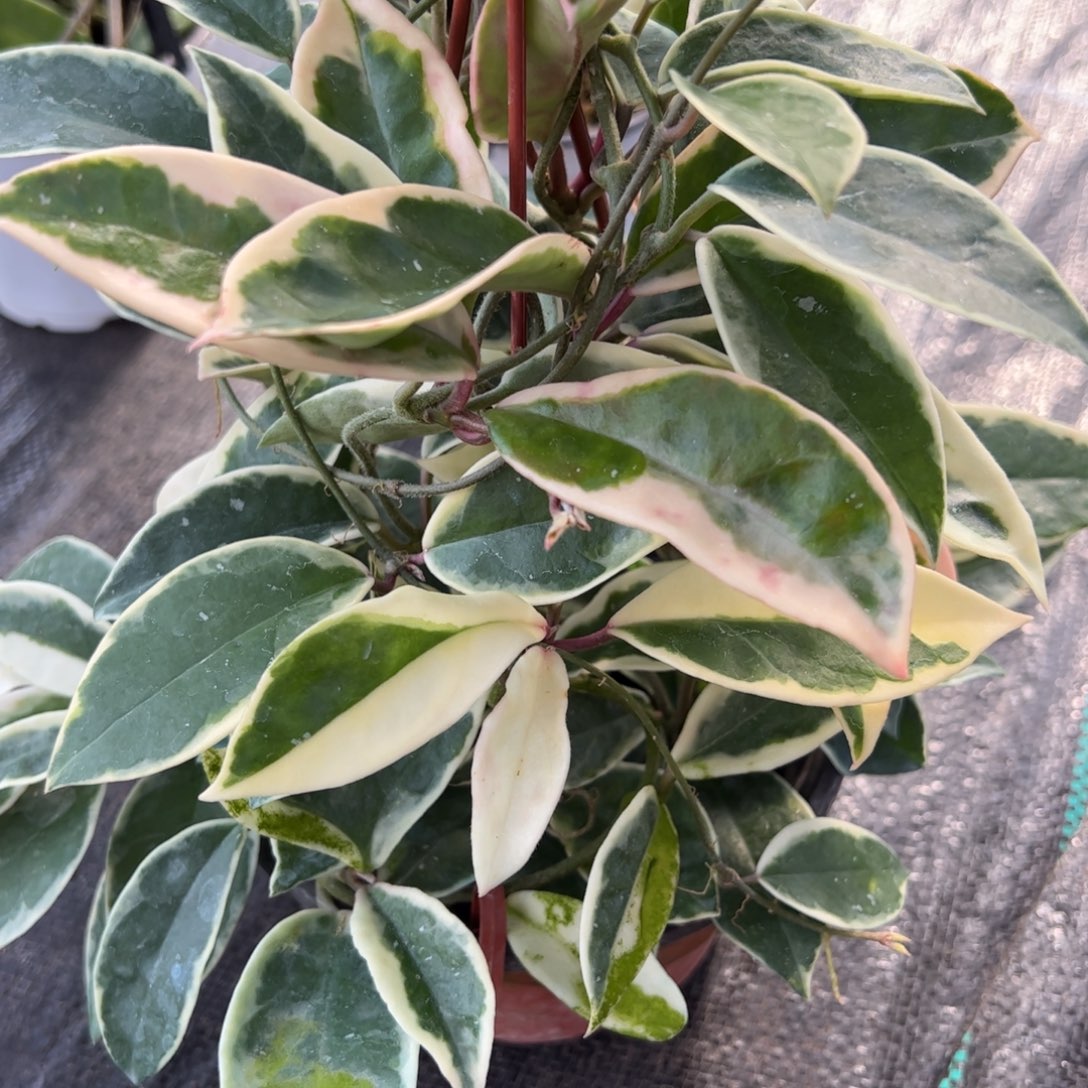 奧***林无花朵三色球兰品种