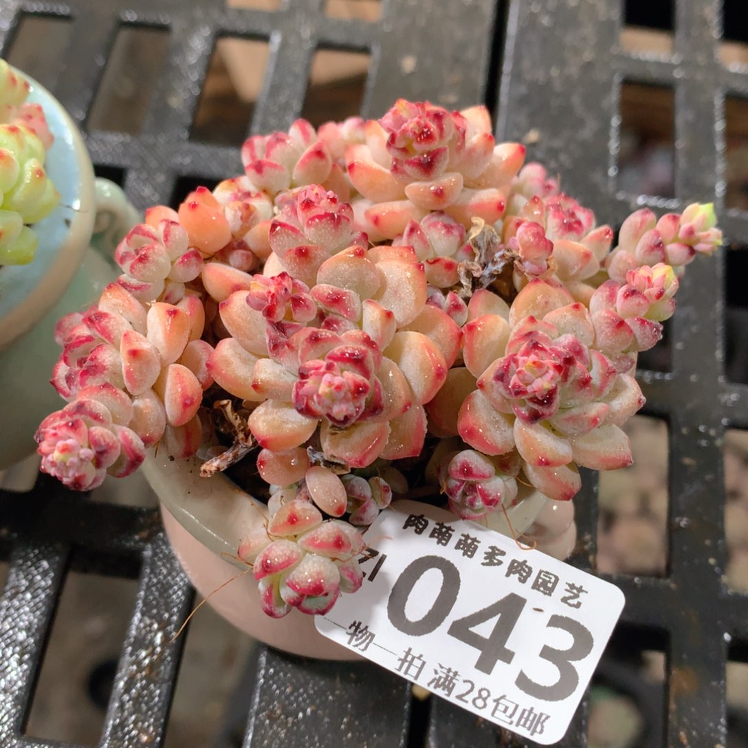 肉萌萌拇指盆精控多肉ZI043