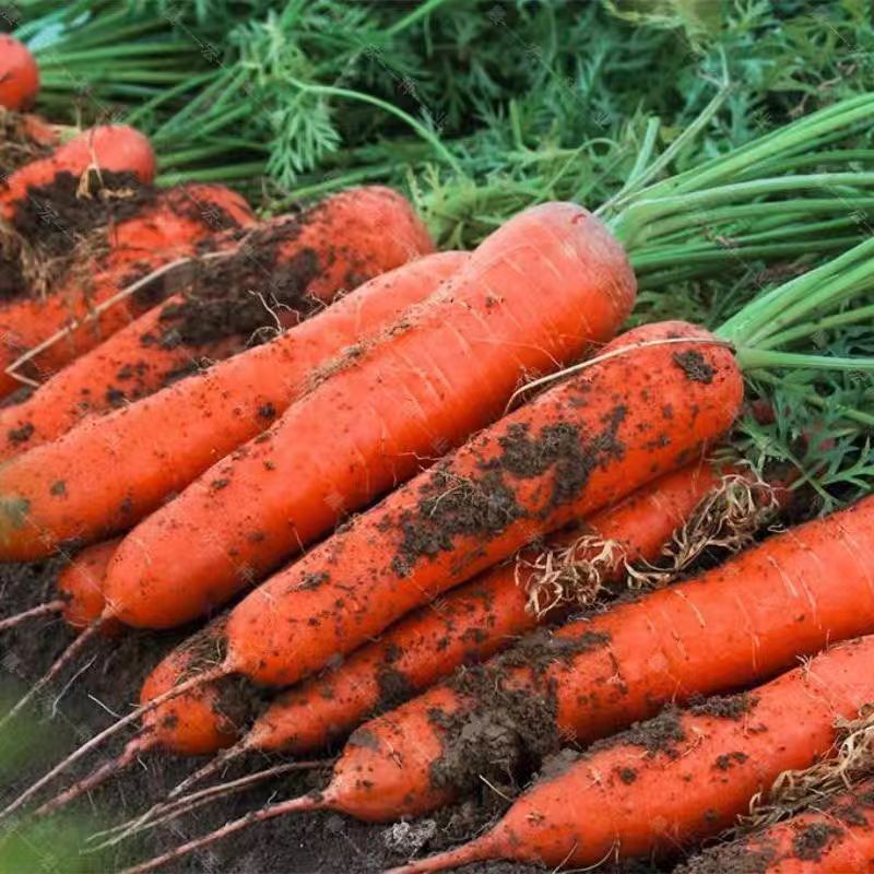 脆甜可口生吃热炒农家种植胡萝卜现挖现发宝宝辅食富含维生素