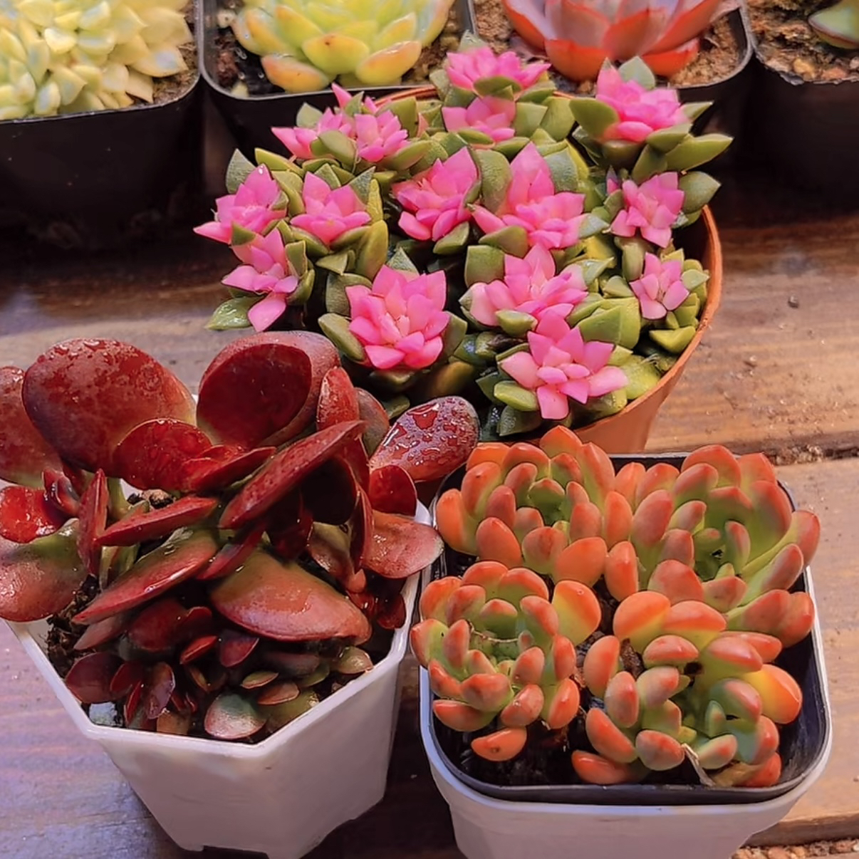 【满 9.9 包邮】吹雪➕红宝石➕紫蝶带盆土 多肉植物室内阳台好养