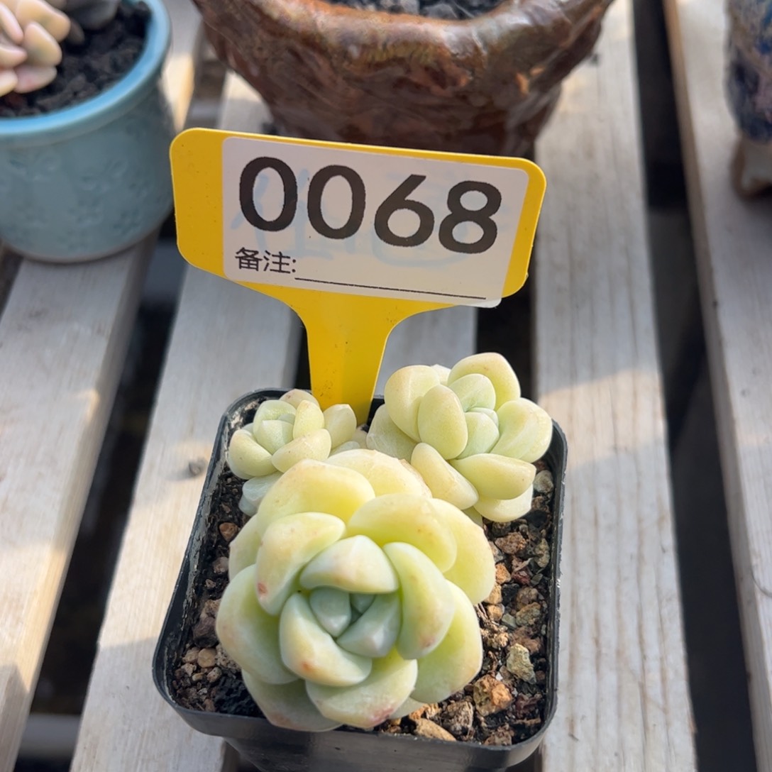 多肉植物冰玉三头