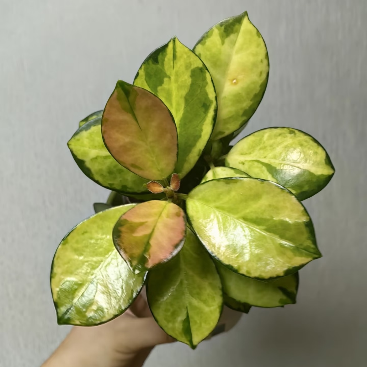 Lisa球兰/丽莎球兰/丽萨球兰 (Hoya Australia Lisa)爬藤植物