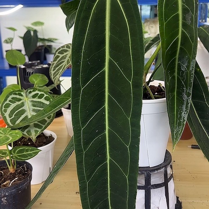 无花朵老叶子有点损火鹤后