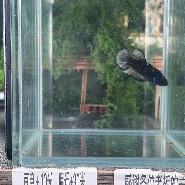 斗鱼活体不退不换谢谢