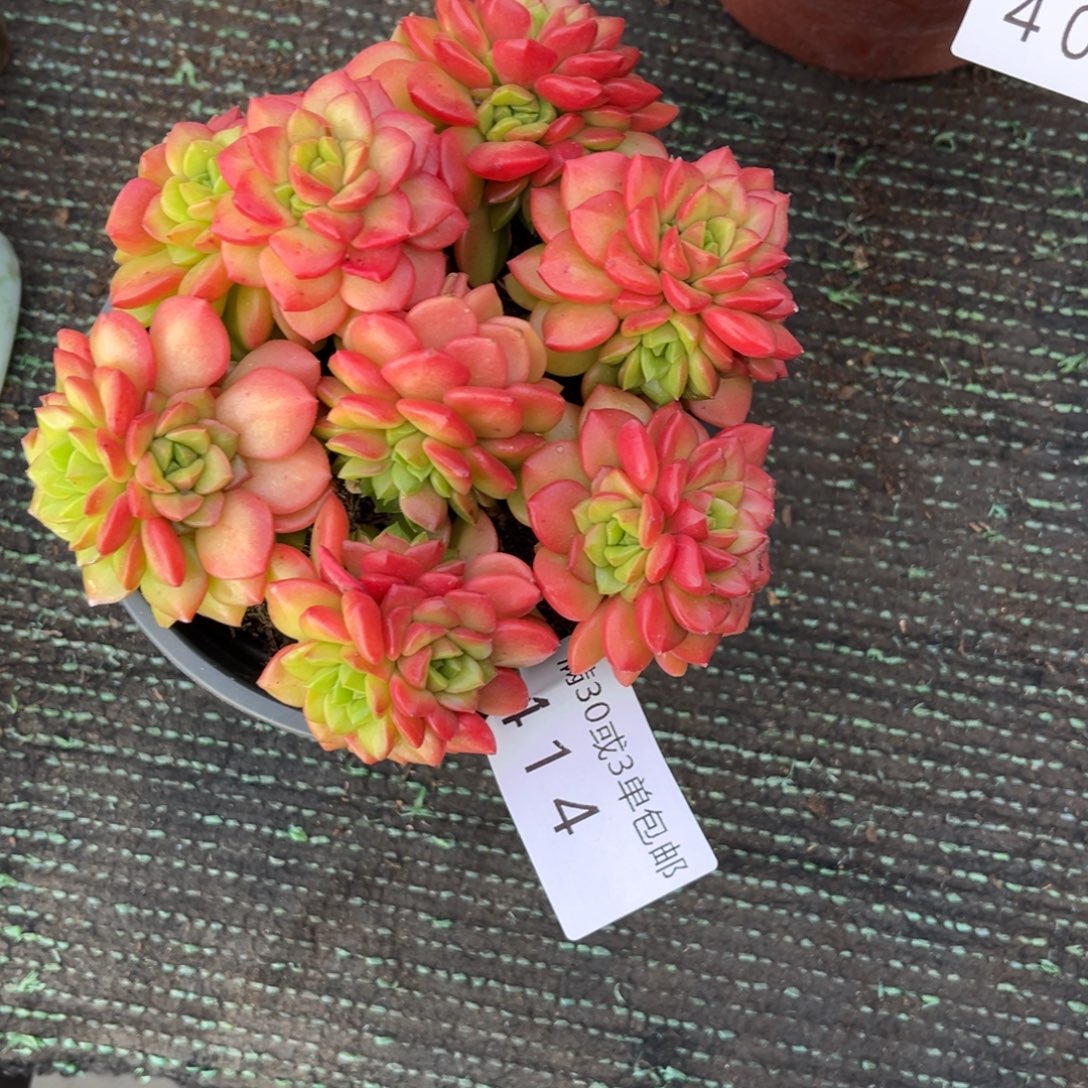 414泡泡玫瑰多肉植物……
