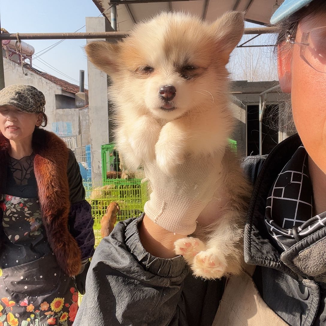 柯基呀呀呀呀88888