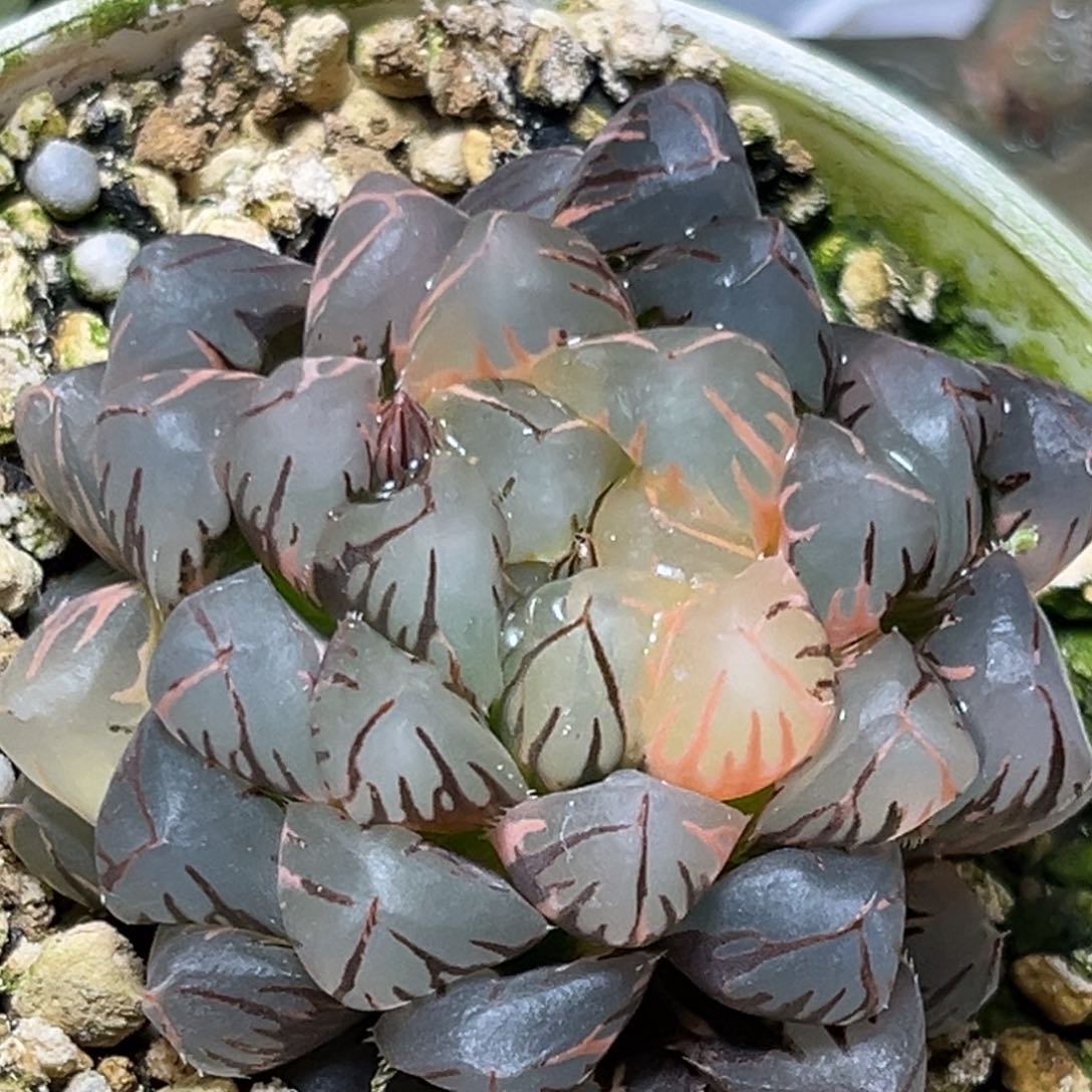 恭喜发财大吉大利0351