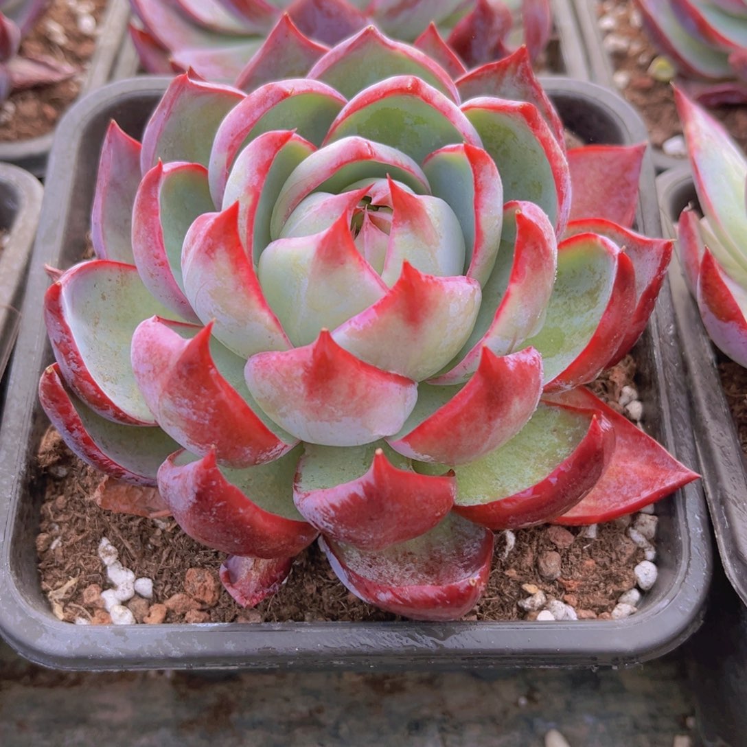 惊鸿11公分889898999