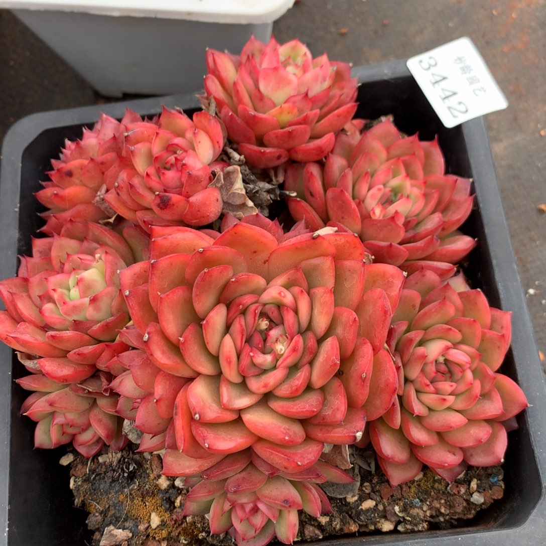 3442新年快乐发发发