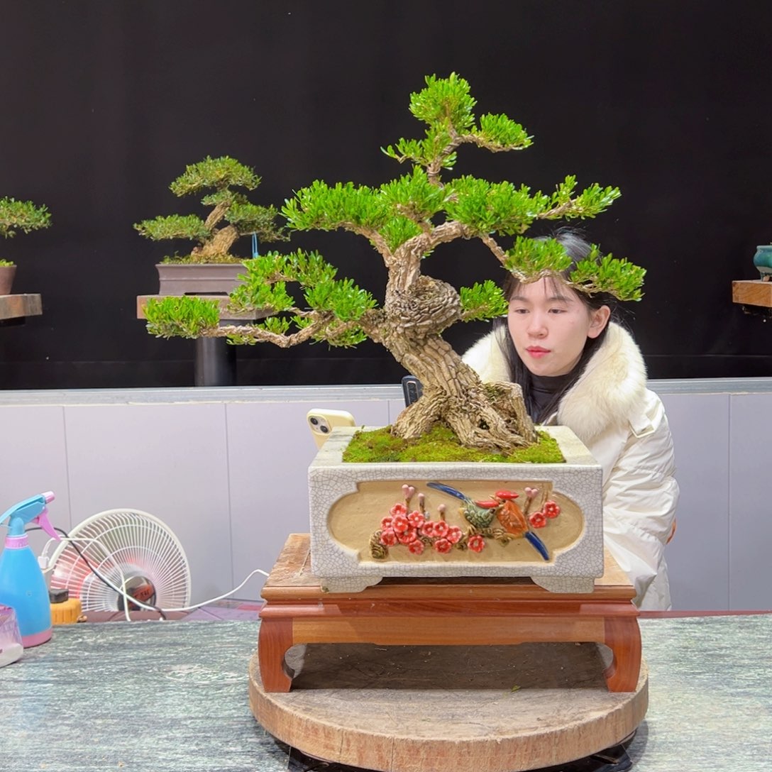 绿植黄杨盆景靠*盆景