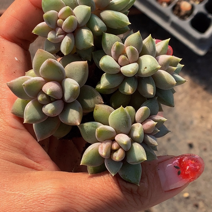 象牙10颗  （满9.99包邮不满9.99发叶子）