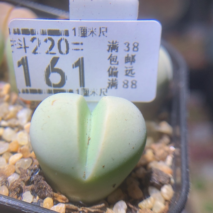 精品生石花220.161