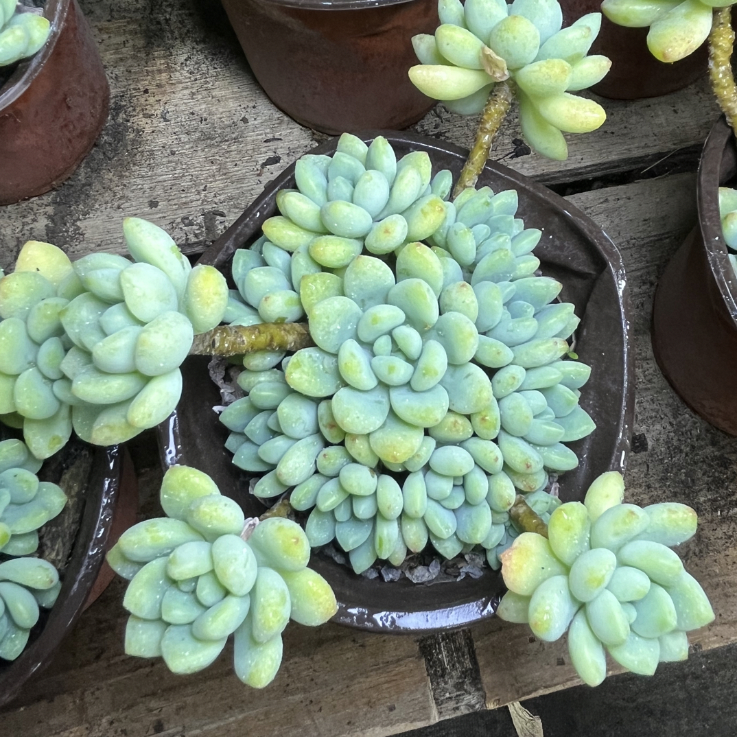 【任意下单即包邮】凝脂莲群生12厘米多肉植物，脱土发货