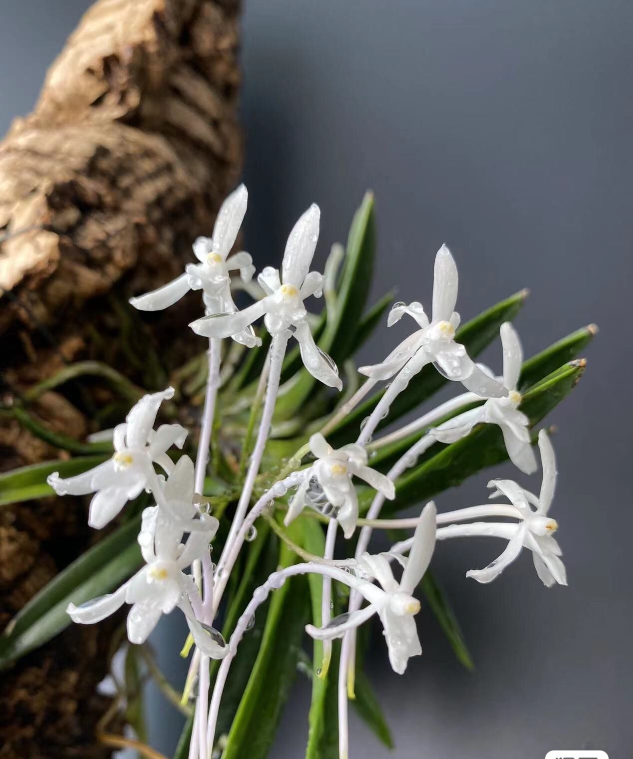 舟山风兰一物一拍长矩开花浓香室内阳台