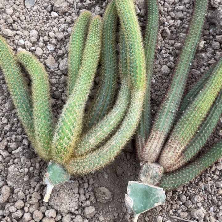 张***】完全开放垂吊金妞两个品种