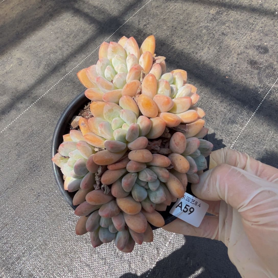 a59香水群生呀呀呀呀