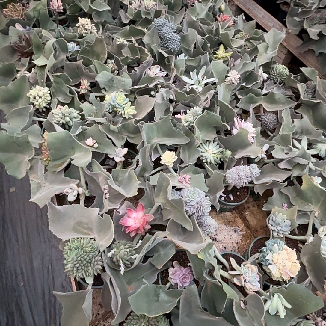 一***鱼糊糊专属111223-600