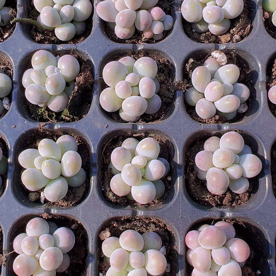 汤圆苗5颗19包邮多肉植物