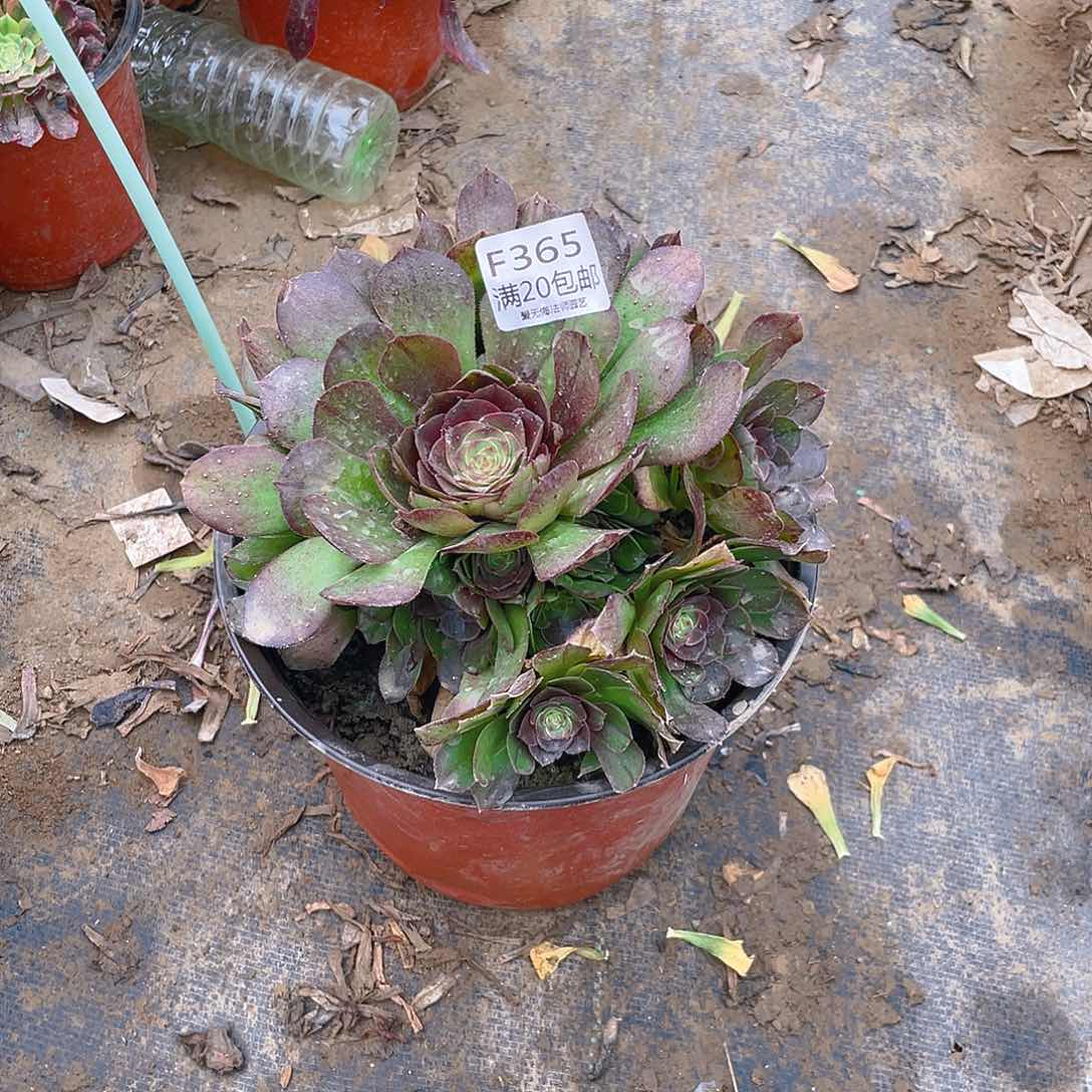 365万圣节多肉小损不包