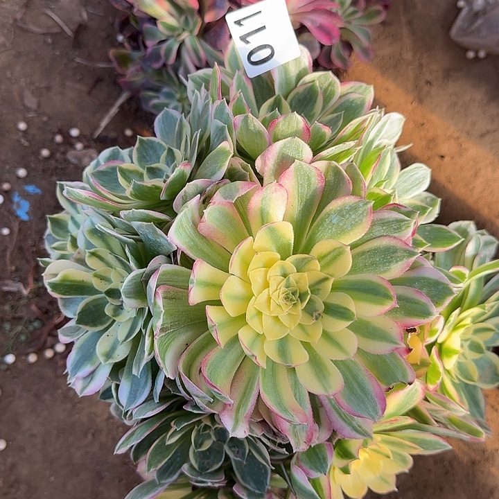 海王美杜莎011hhhhhh