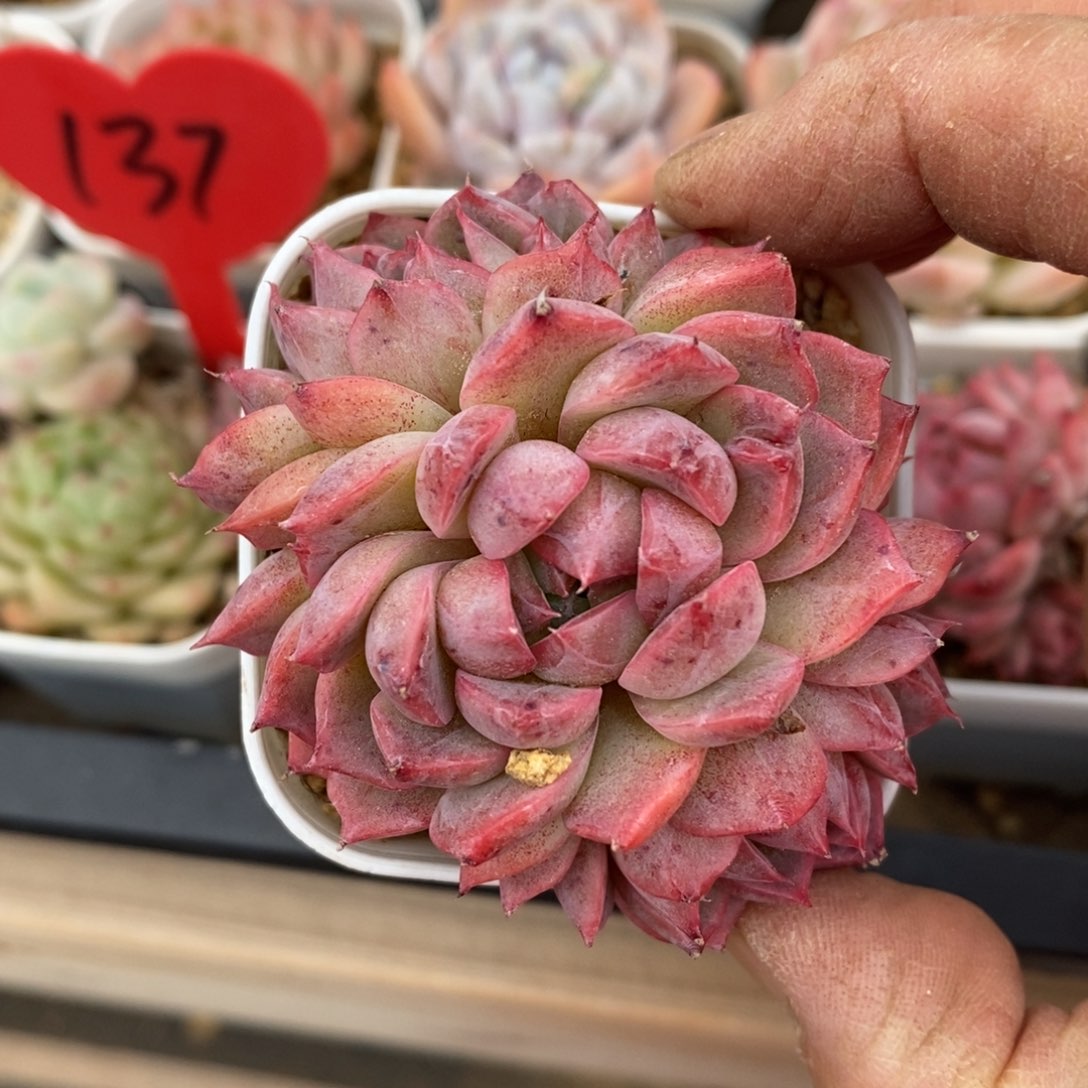 精品多肉一物一拍不包整28