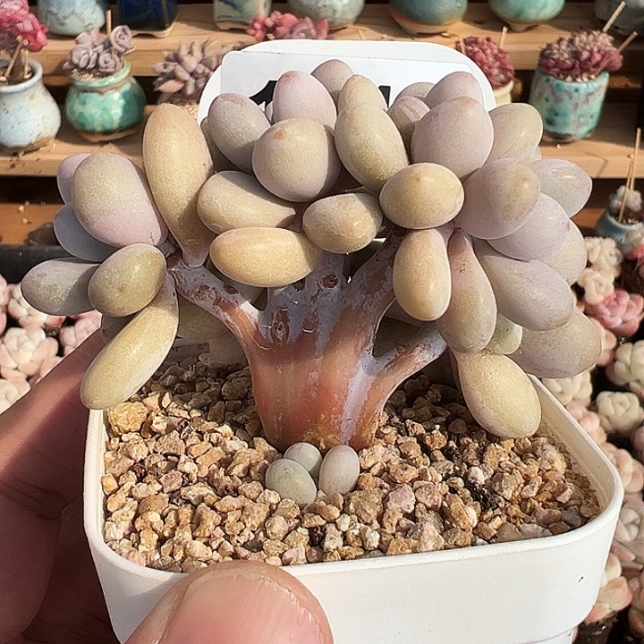 小树形桃蛋朵朵缀1447