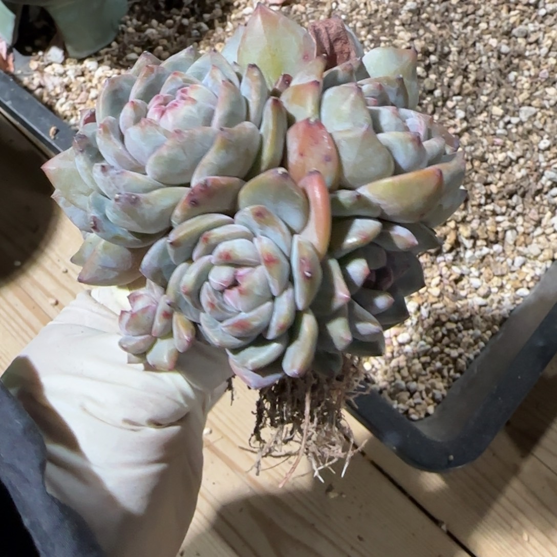 突尼斯发货多肉星影有砍