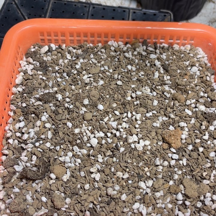 当前无花栽培后可以开花五斤花土
