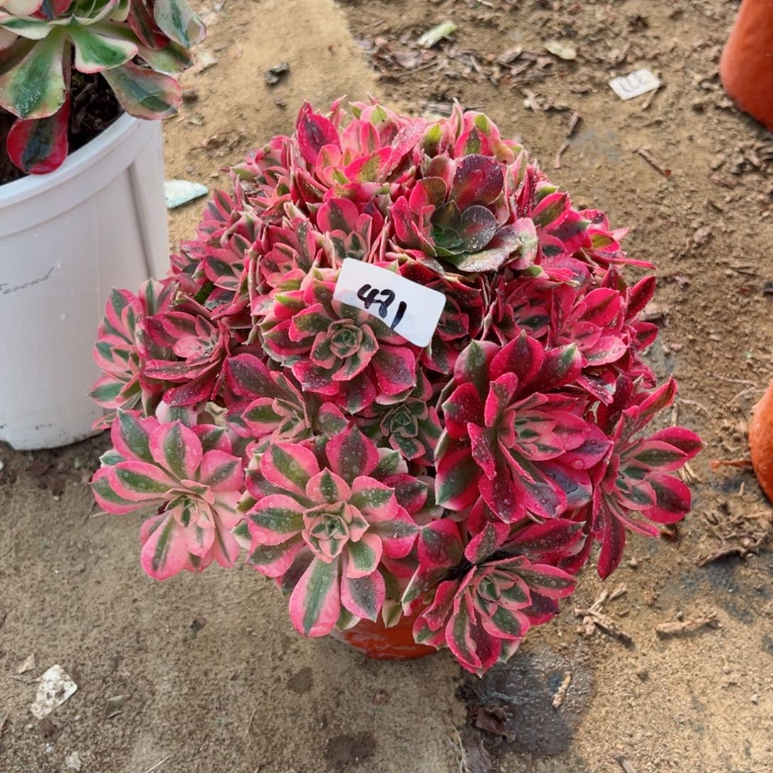 481粉女巫多肉法师