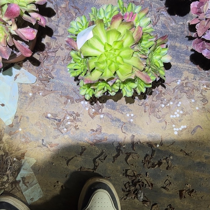 边**枫多肉法师植物链接39