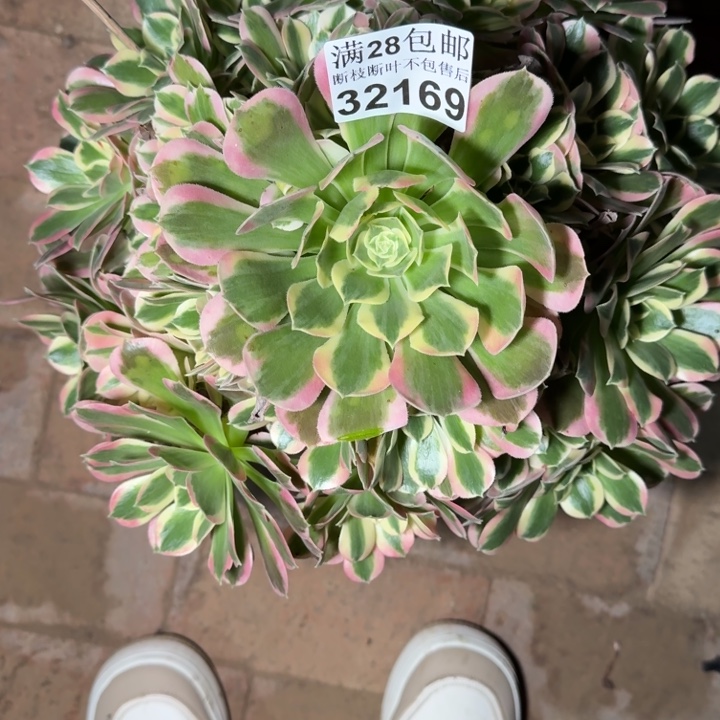 32169白凤多肉植物