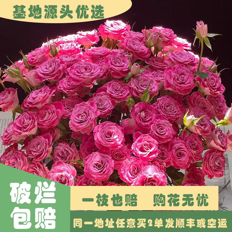 【基地源头优选】 多头桃之灼玫瑰     任意两单发顺丰或空运