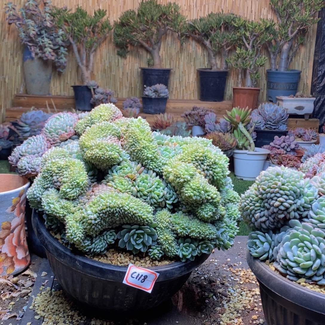 漫****光C118 号白胖子多肉