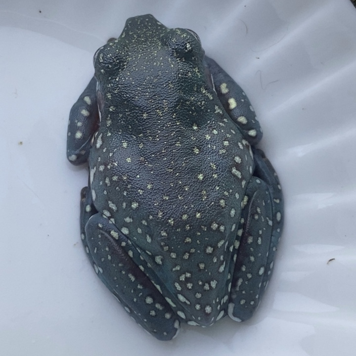 老爷树蛙24h蓝子代01号