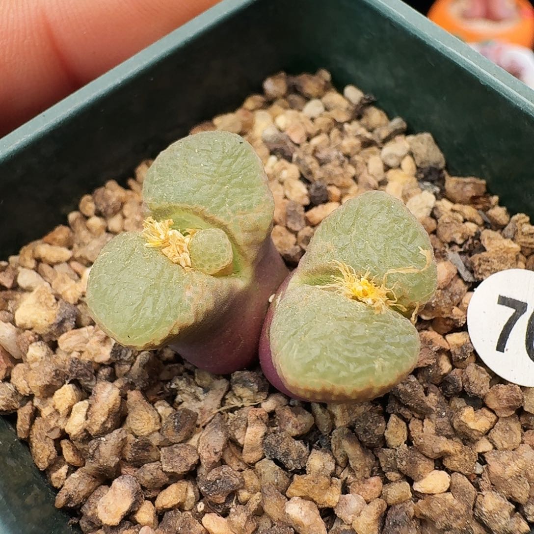 多肉植物福利风铃76