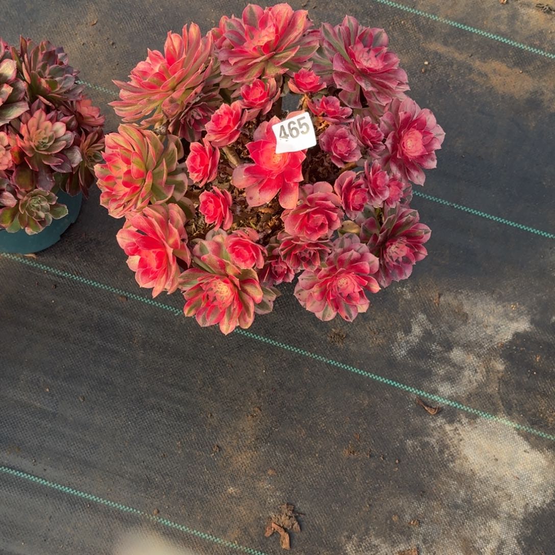 超大倾城多肉植物465