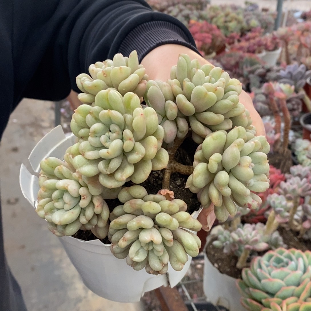 比尔盖茨七头起发老桩