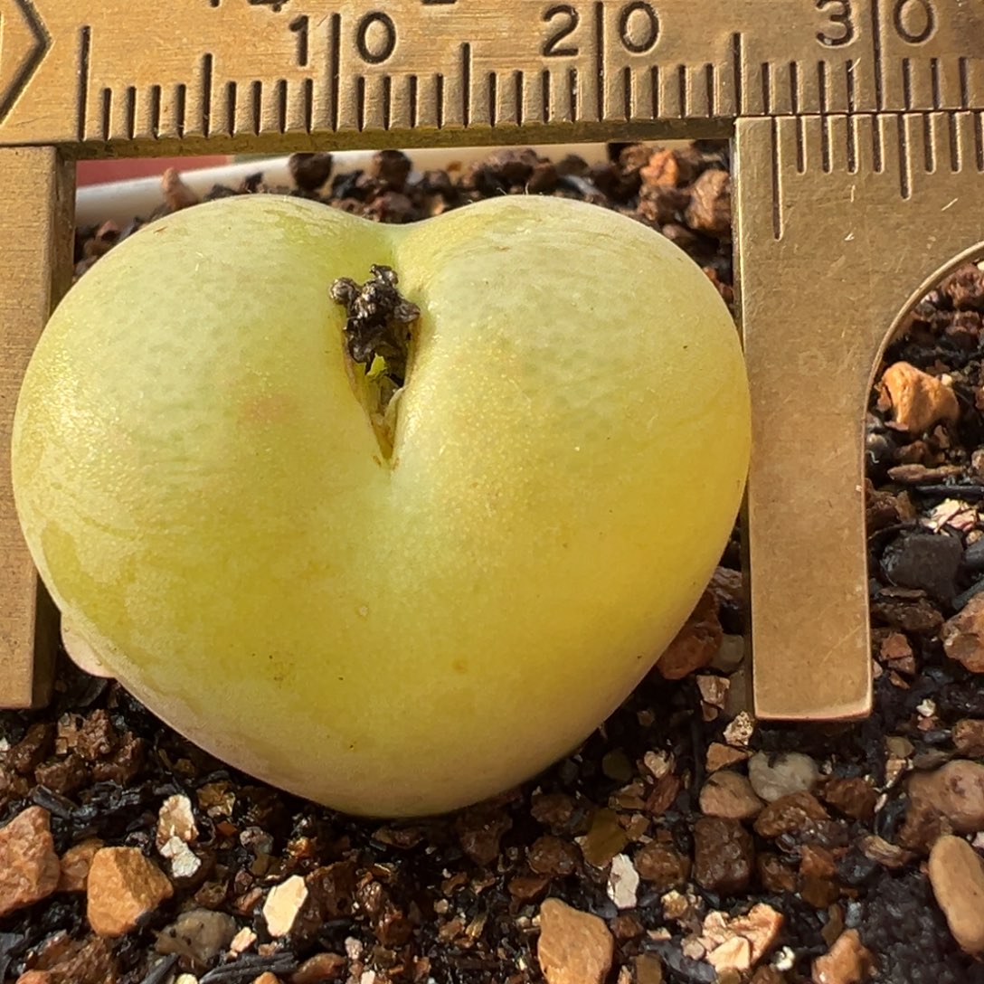 8年彩虹翠光母本带盆