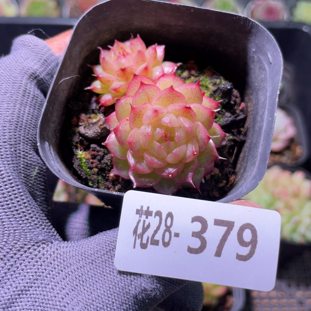 花利美28-379海王