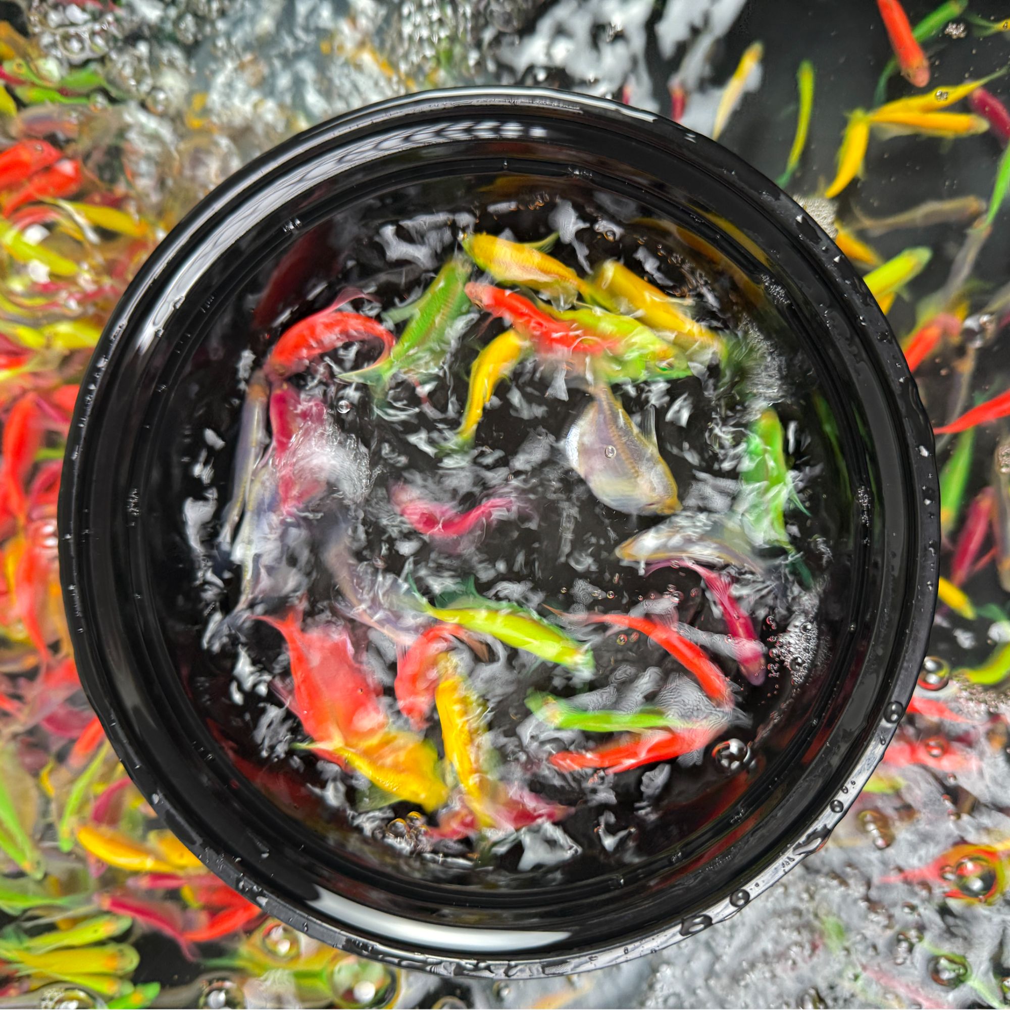 大号无白色4-5CM小型观赏鱼淡水热带鱼新手好养鱼
