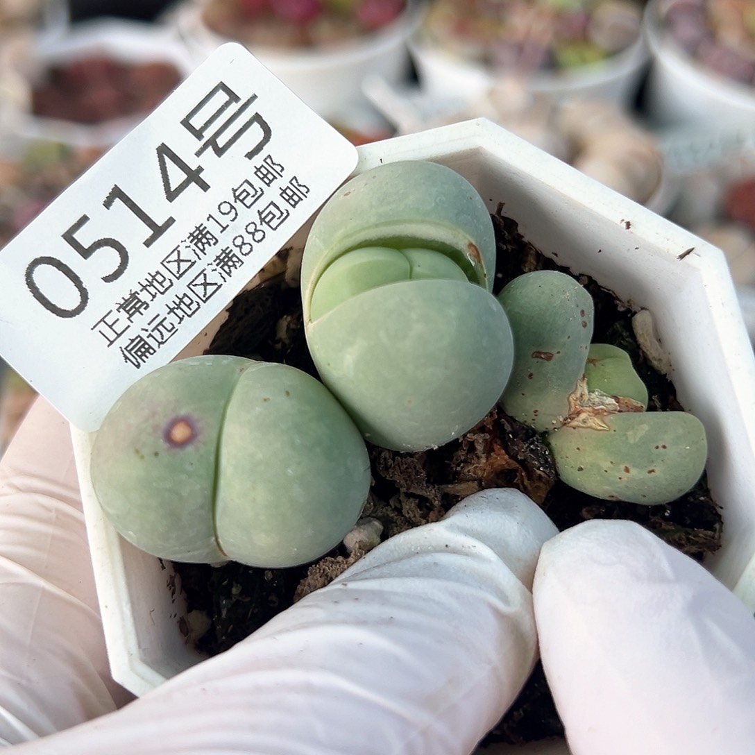 好养易活生石花大母本0514