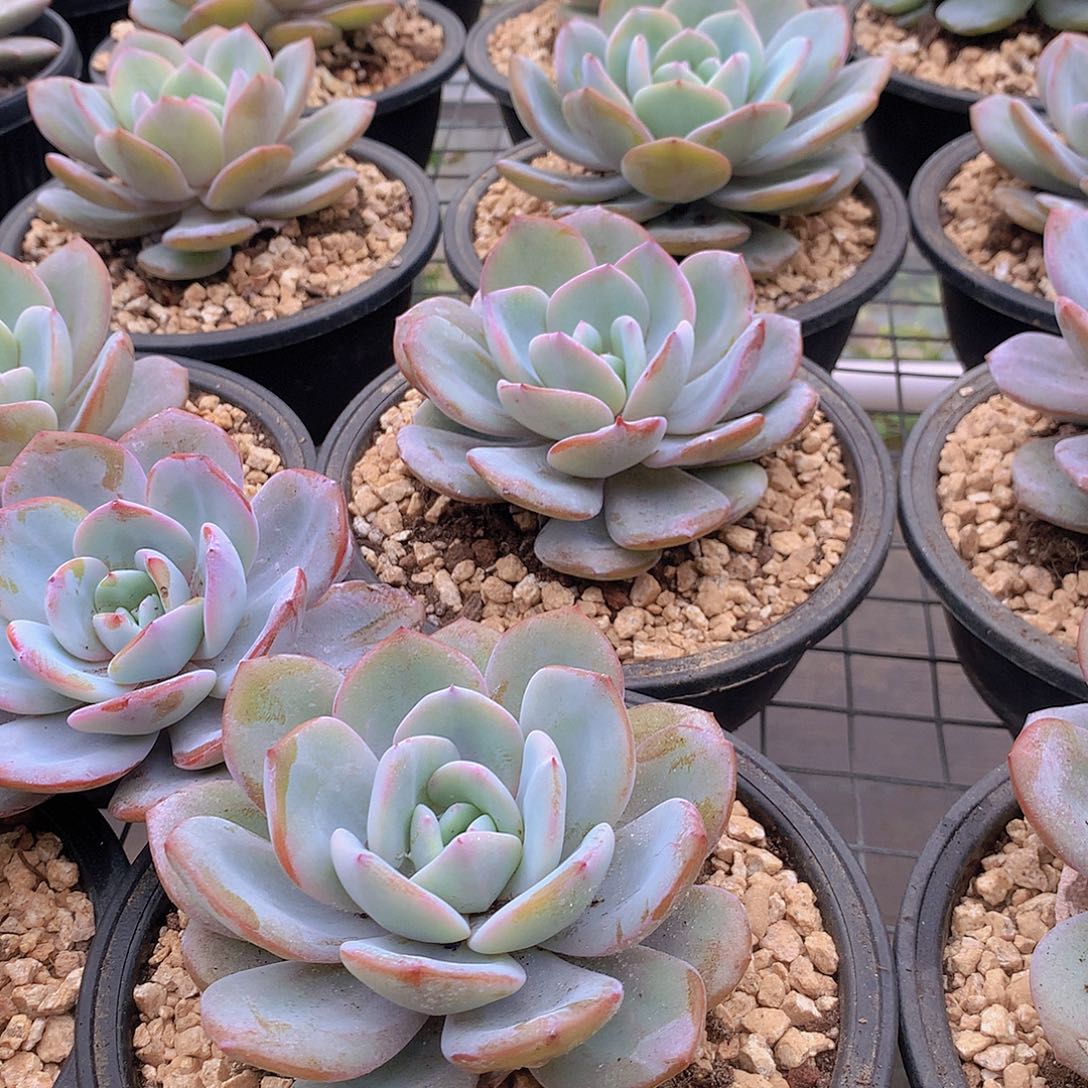 大韩奶茶3567899900000