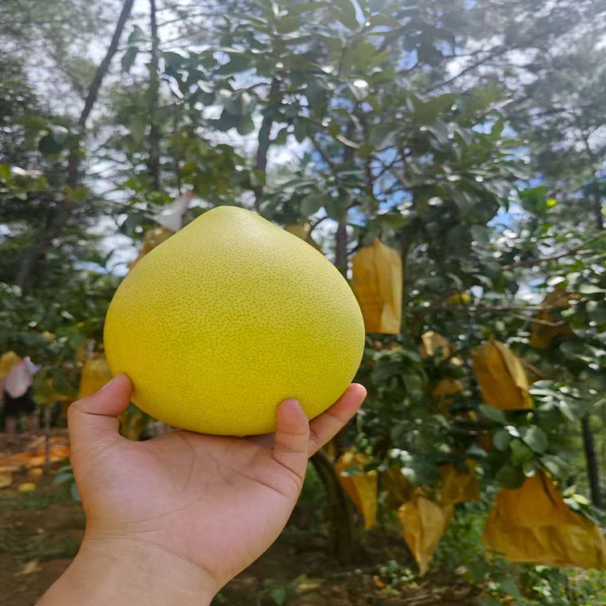 正宗广西容县沙田柚红肉蜜柚甜酸可口开胃薄皮红心柚子现摘现发