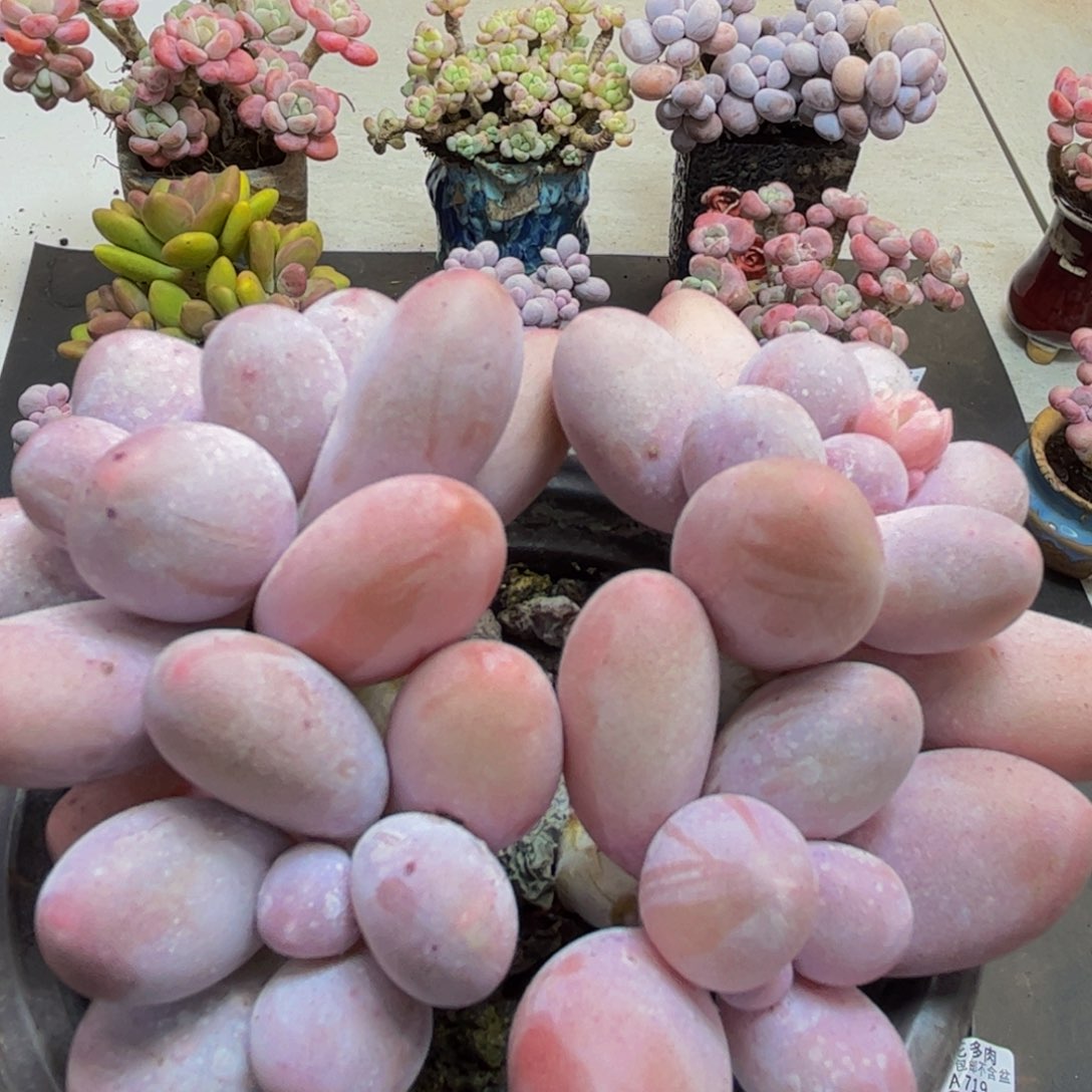 724/8cm汤圆奶酪多肉