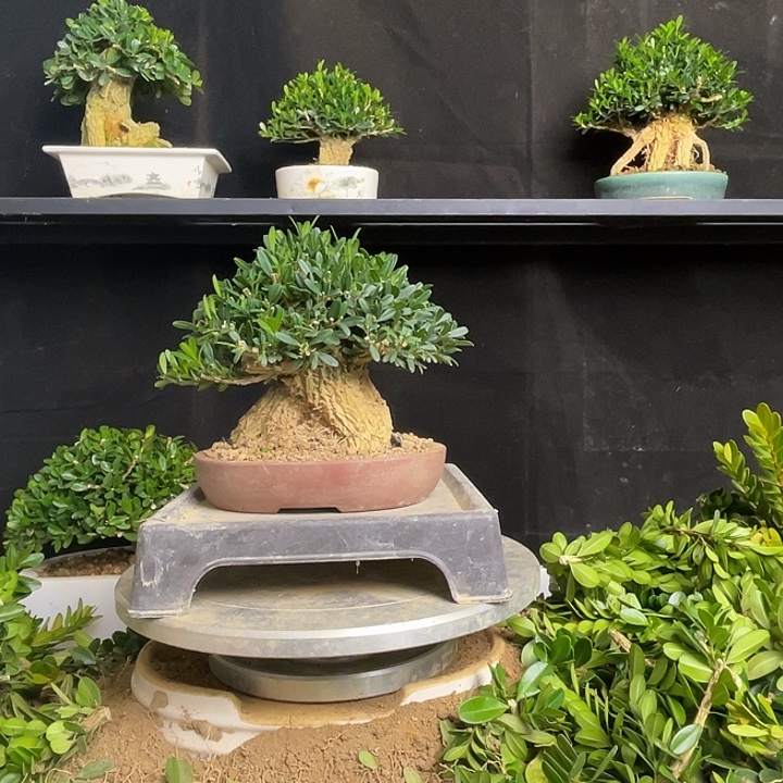 越***好无花朵浙江黄杨蘑菇头