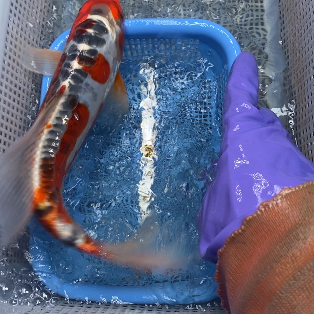 锦鲤冷水锦鲤包邮