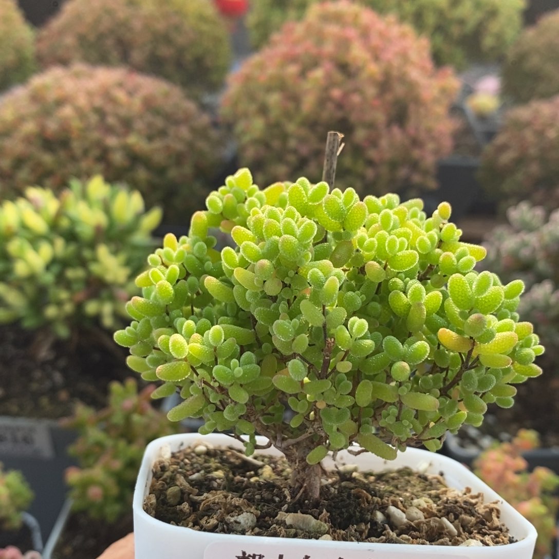 里***i蜜橘糖球2840枝干番杏