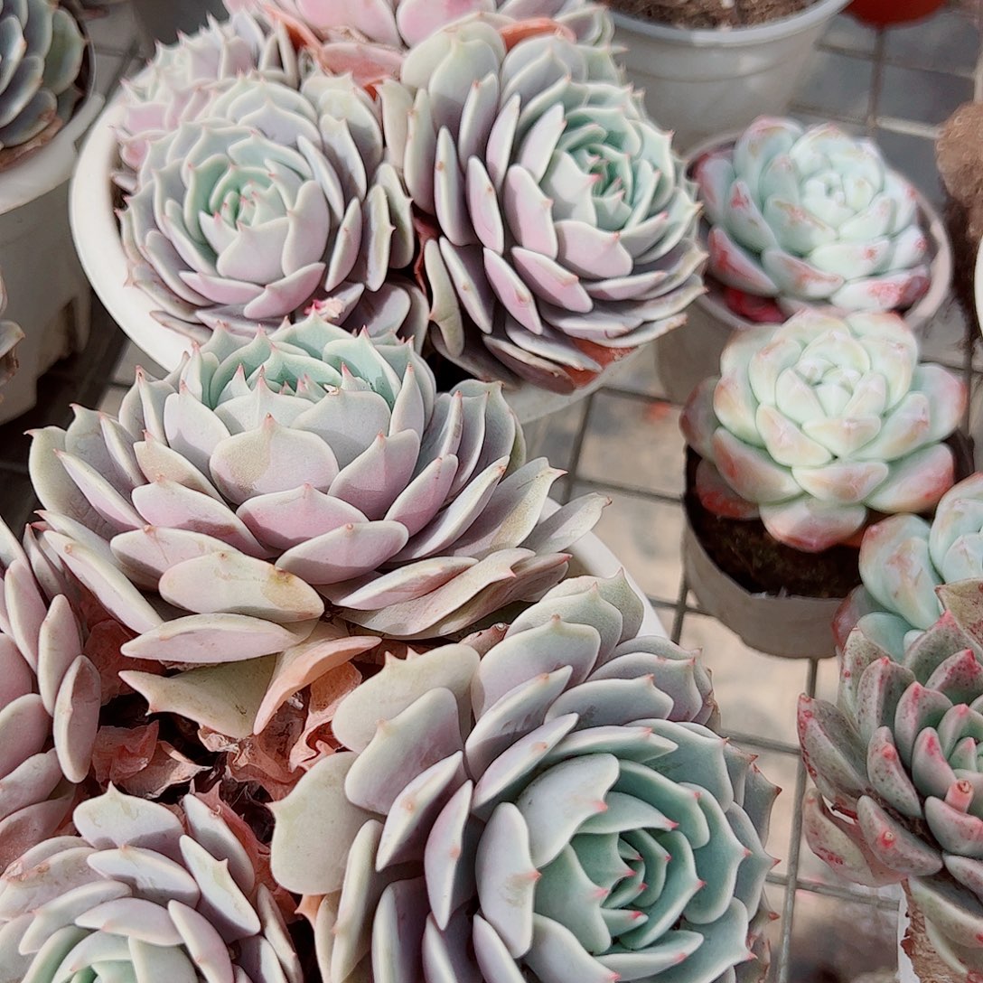 露娜莲多头群生精品特价