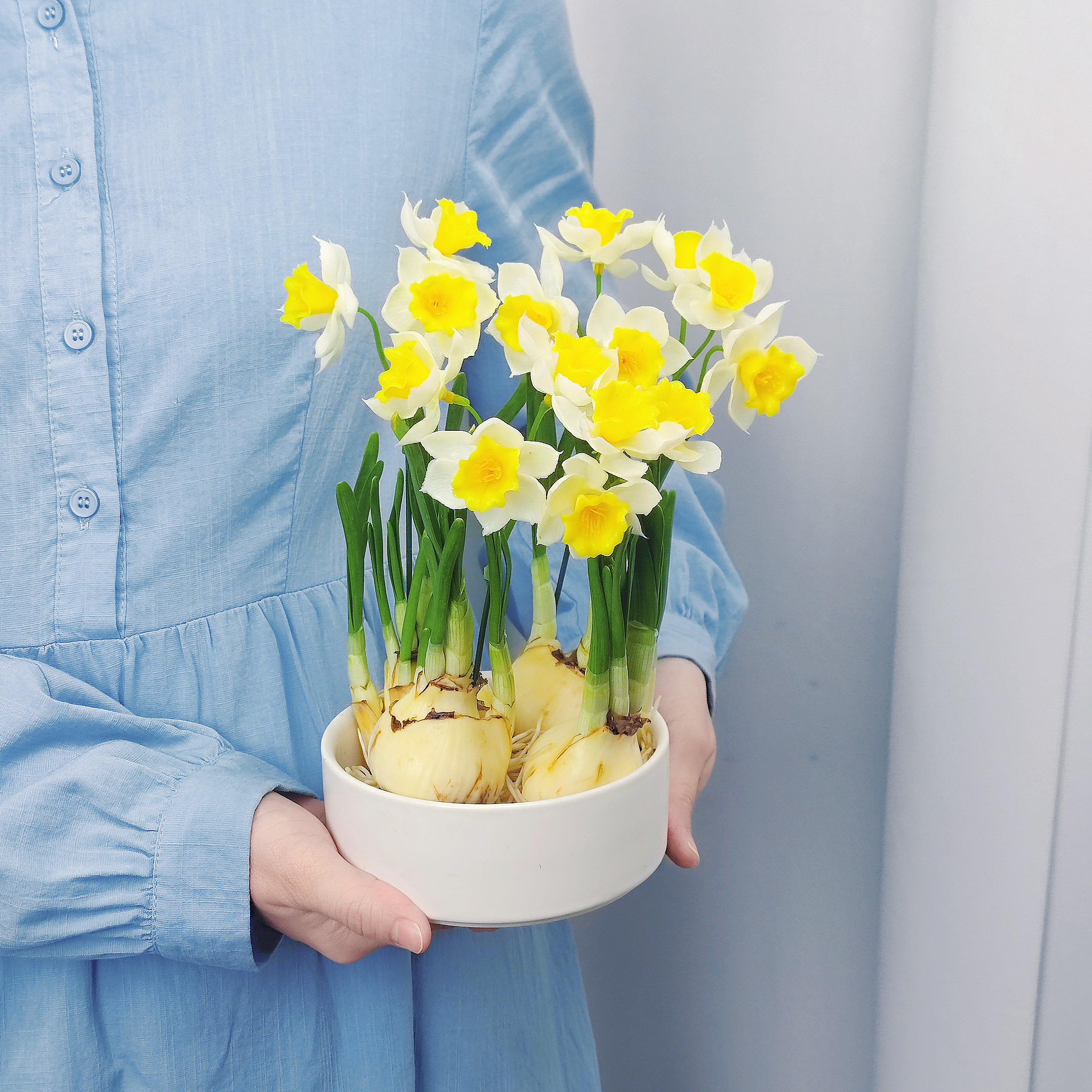 【水仙花】正宗漳州水仙花年宵盆栽耐香型室内水培室内桌面