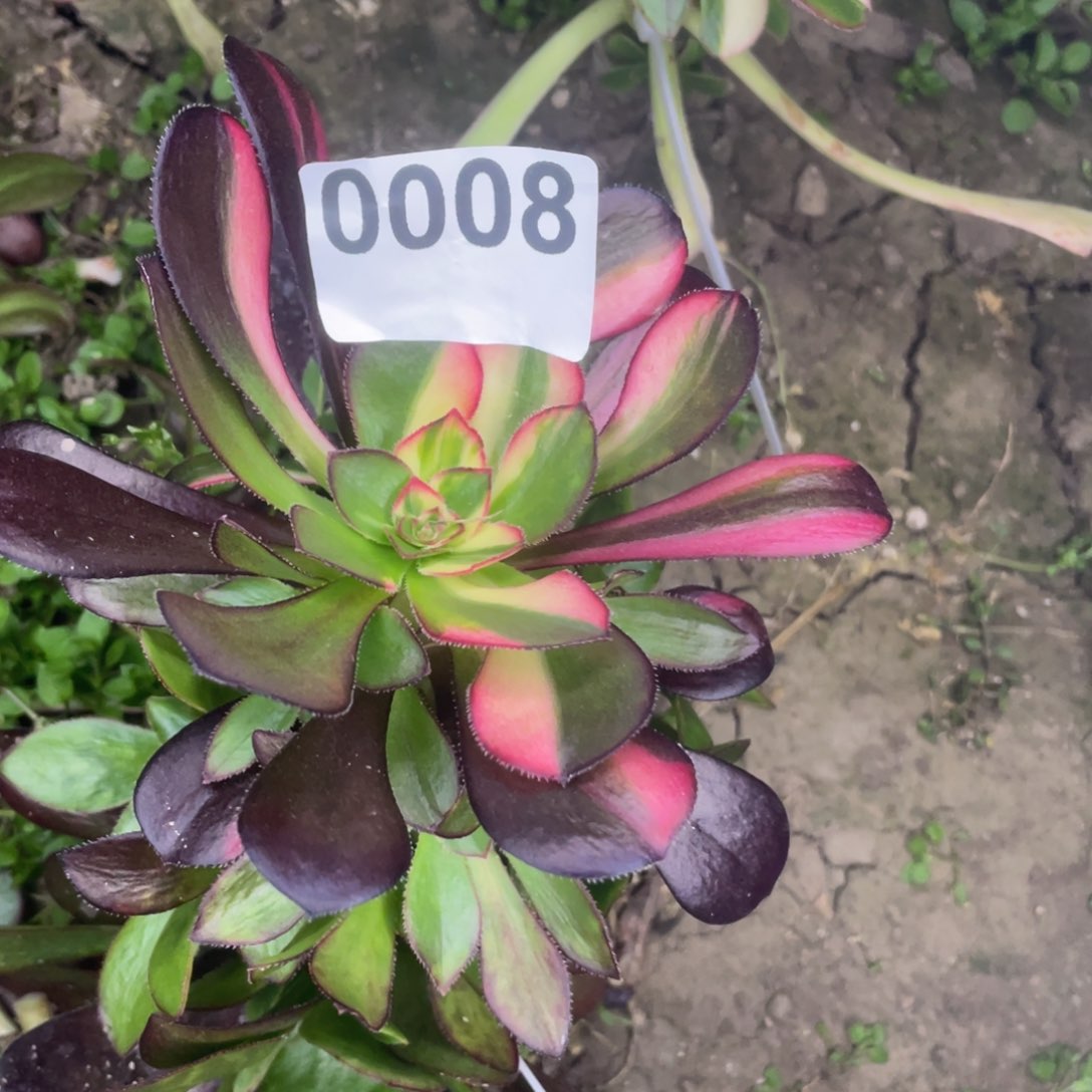 8号七彩花蝴蝶在淘气